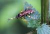 Ichneumon xanthorius